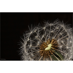 Pusteblume 2